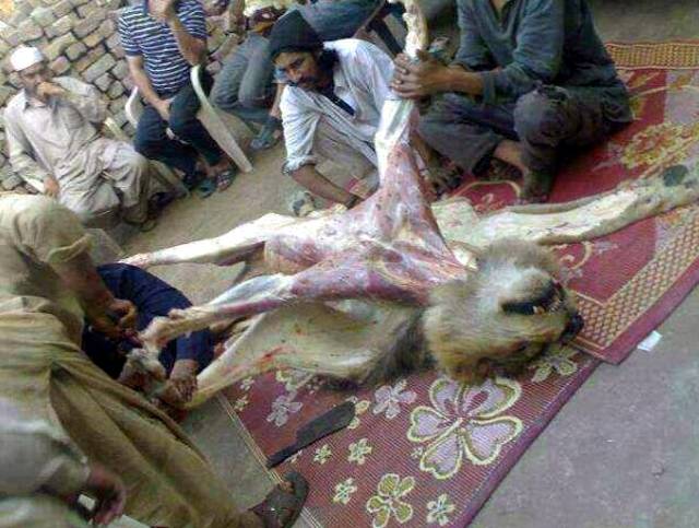 گدھے کے گوشت کے بعد اب پیش خدمت ہے ببر شیر۔۔۔ ایک کلو گوشت کی قیمت کیا ہے؟ پاکستانیوں کیلئے انتہائی حیران کن خبر آ گئی 