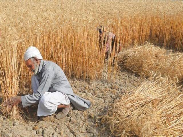 پنجاب حکومت نے حالیہ بارشوں کے باعث گندم میں نمی بڑھنے کے بعد گندم خریداری ملتوی کردی