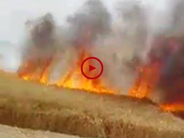 ماموں کانجن نواحی گاؤں53/3ٹکڑا میں چارکاشتکاروں کی15ایکڑ گندم کی کھڑی فصل جل کر خاکستر ہو گئی ویڈیو: شہبازاختر ۔ فیصل آباد