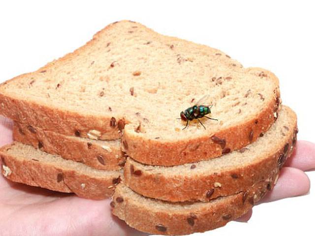 ’اگر آپ کے کھانے پر مکھی بیٹھ جائے تو اس کھانے کو کبھی نہ کھائیں کیونکہ مکھی بیٹھتے ہی۔۔۔‘ سائنسدانوں نے وہ تشویشناک بات بتادی جو آج تک کسی کو معلوم نہ تھی، سخت ترین وارننگ جاری کردی