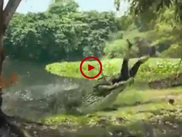 اس ویڈیو میں دیکھیں جب اچانک پانی میں سے مگر مچھ نکلا تو اس لڑکی کے ساتھ کیا ہوا۔ ویڈیو: فہد۔ حسن ابدال۔
