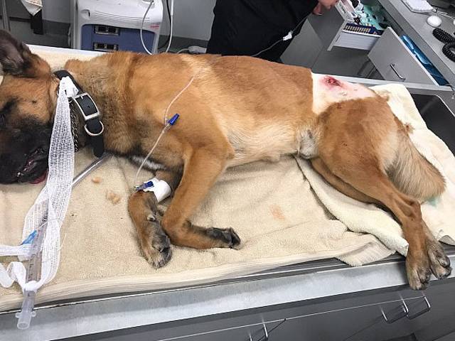  اس کتے نے اپنے ساتھی پولیس افسر کی جان اپنی جان داﺅ پر لگا کر بچالی، ایسا واقعہ کہ آپ بھی اس وفادار جانور کو داد یئے بغیر نہ رہ سکیں گے