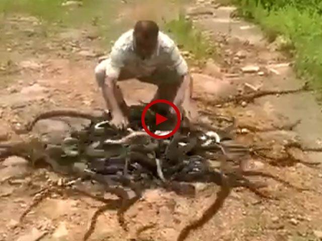 اس ویڈیو میں دیکھیں اتنے سارے سانپ کس طرح چند سیکنڈز میں غائب ہو گئے۔ ویڈیو: میاں یوسف۔ لاہور