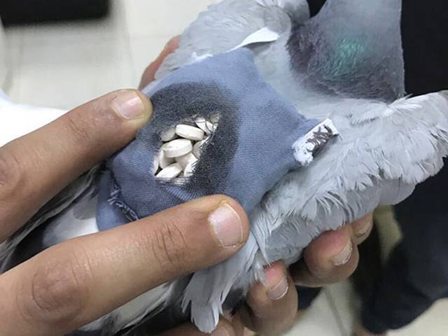 کویت میں منشیات لیکر آنے والے کبوتر کو تحویل میں لے لیا گیا