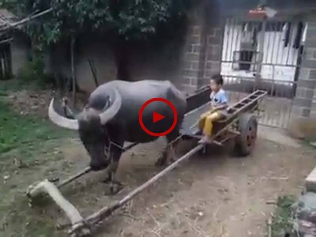 کیا زبردست ٹرینگ دی ہے اس جانور کو۔آپ بھی دیکھیں۔ ویڈیو: میاں یوسف۔ لاہور
