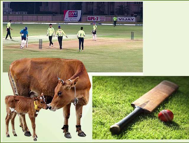 شاندار فتح کے بعد کرکٹ کپتان کو گائے انعام میں دے دی گئی، دیگر کھلاڑیوں کو کیا چیز ملی؟ جان کرآپ کو بھی بے حد حیرت ہوگی