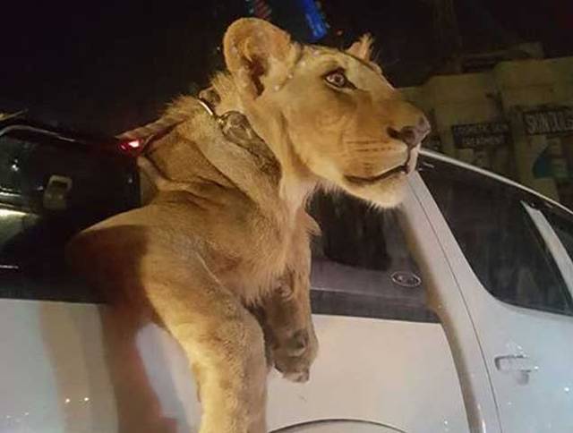 کراچی کی شاہراہوں پر شیر کو سیر کرانے والا نوجوان پکڑا گیا