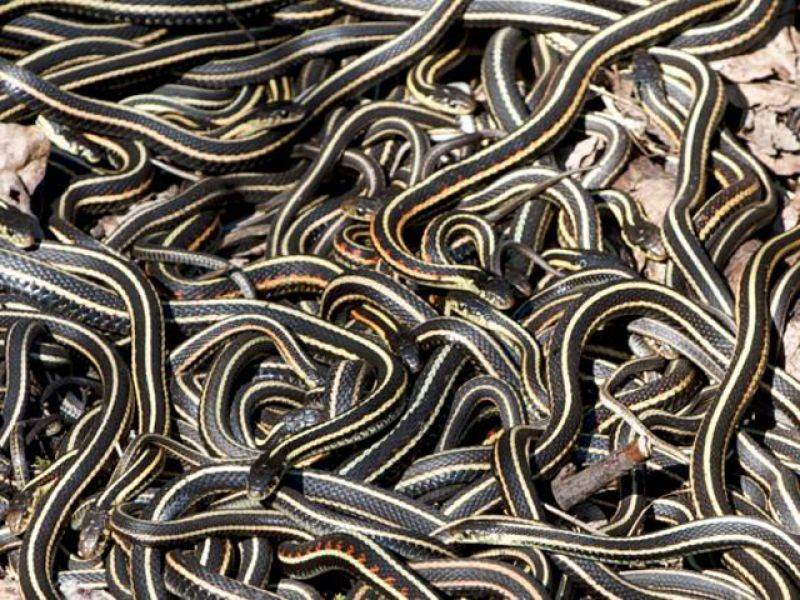 دنیا کی وہ جگہ جہاں سال کے اس مہینے میں سانپوں کا میلہ لگتا ہے، لاکھوں سانپ خود بخود یہاں کیوں جمع ہوجاتے ہیں؟ وجہ جان کر آپ بھی قدرت کے نظام پر دنگ رہ جائیں گے