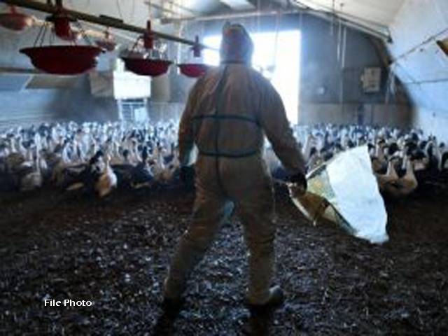 جنوبی افریقہ میں برڈ فلو کی وبا پھیل گئی، 2 لاکھ 60 ہزار پرندے تلف 