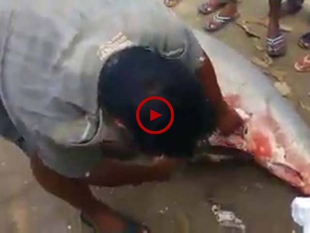 جب ایک ماہی گیر نے شارک مچھلی کا شکار کرنے کے بعد اس کا پیٹ چاک کیا تو دیکھیں اس مچھلی کے پیٹ سے کیا نکلا۔ ویڈیو: حسن فاروق۔ لاہور