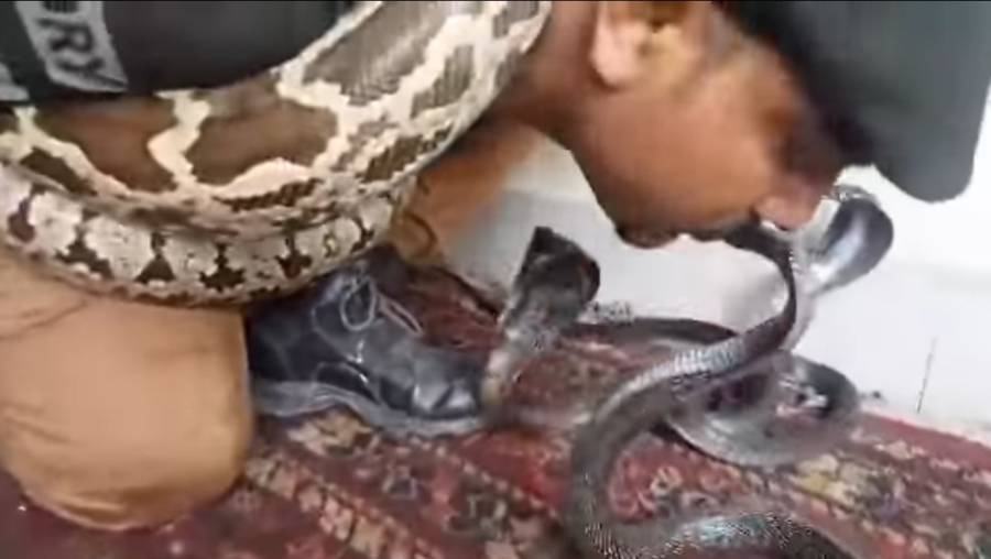 زہریلے کوبرا سانپ اور 10 فٹ کا پائتھن سانپ، 5 زہریلے بچھو جن کا زہر بھی نہیں نکالا گیا، پاکستانی ٹیلنٹڈ شخص کے چہرے سے کیسے کھیلیں گے آپ بھی دیکھئے
