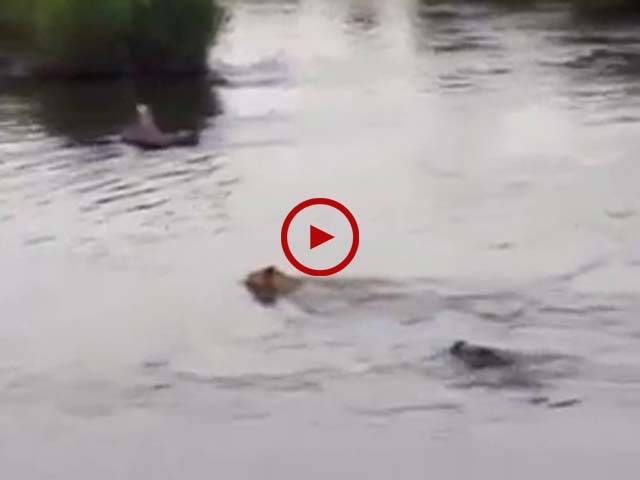 شیر ندی پار کرنے کے دوران مگرمچھ کے حملے کا شکار ہو گیا۔ ویڈیو: حسن فاروق۔ لاہور 