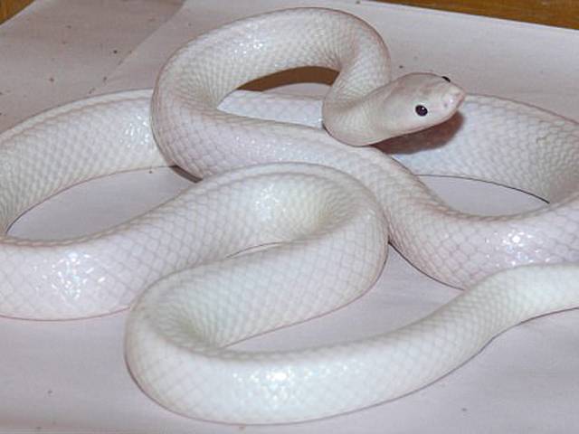 اس سانپ کا رنگ مکمل طور پر سفید کیوں ہے اور اس طرح کے دنیا میں کتنے سانپ ہیں؟ جواب جان کر آپ کا منہ حیرت کے مارے کھلا کا کھلا رہ جائے گا