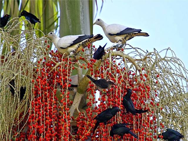 آپ نے کھجور سے پرندوں کا شکار ہوتے کبھی دیکھا ہے؟سندھ میں پرندوں کے شکار کا حیرت انگیز طریقہ 