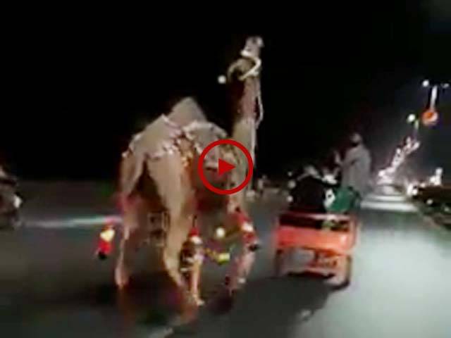ویڈیو میں دیکھیں قربانی کے لیے لیا گیا اونٹ اپنے مالک سے رسی چھڑوا کر کیسے سڑک پر بھاگتا رہا۔ ویڈیو: سہیل بٹ۔ لاہور