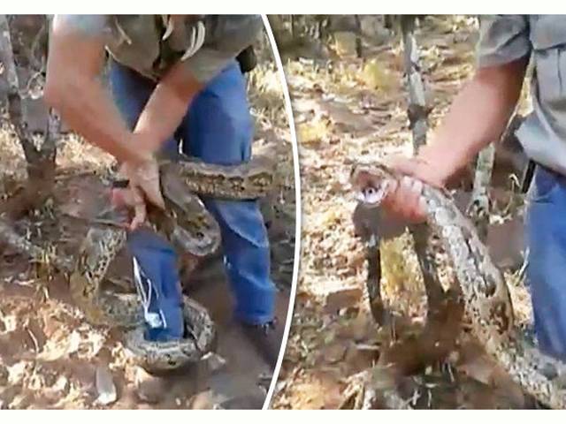 آدمی نے جنگل میں سانپ کو منہ سے پکڑلیا تو پھر مقابلہ کرنے کیلئے سانپ نے انتہائی غیر محسوس طریقے سے اس کے ساتھ کیا کام کردیا؟ جان کر آئندہ آپ سانپوں کو دیکھتے ہی بھاگ جائیں گے
