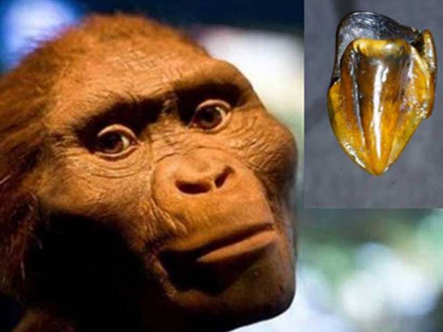سائنسدانوں کو 1 کروڑ سال پرانے دانت مل گئے، یہ دانت کس کے ہیں؟ ایسا انکشاف کہ دنیا کی پوری تاریخ ہی تبدیل ہوگئی
