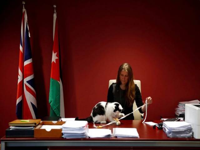 برطانیہ کے سفارت خانے نے بلی کو بھر تی کر لیا 