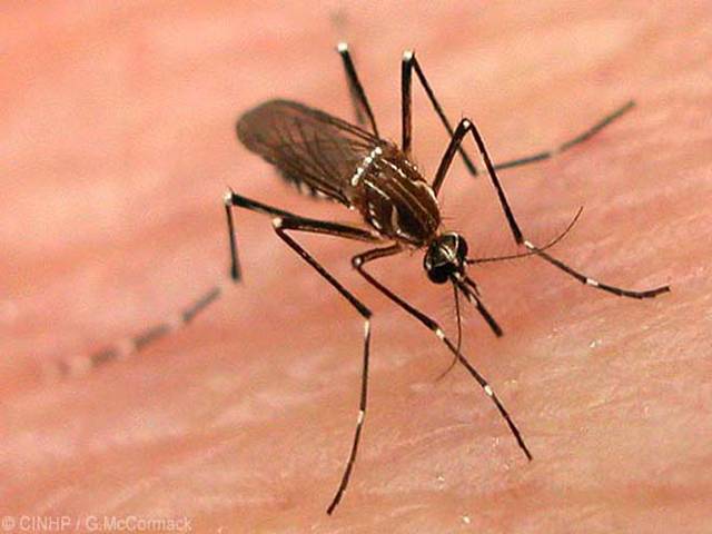 مچھر کے کاٹنے سے 2سالہ سعودی بچی سماعت اور بصارت سے محروم
