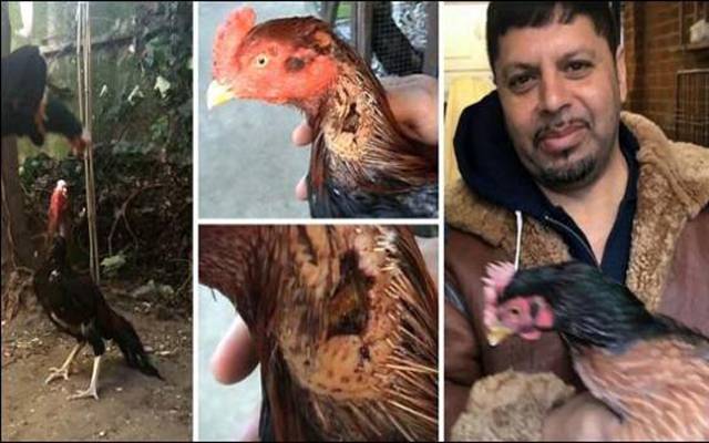 لندن میں مرغ لڑانے پرپاکستانی نژاد شخص کو قید و جرمانہ