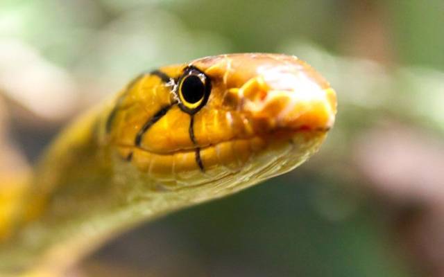 دنیا بھر میں لاکھوں سانپ اچانک مرنے لگے، لیکن کیوں۔۔۔ وجہ جان کر انسان بھی کانپ اُٹھیں