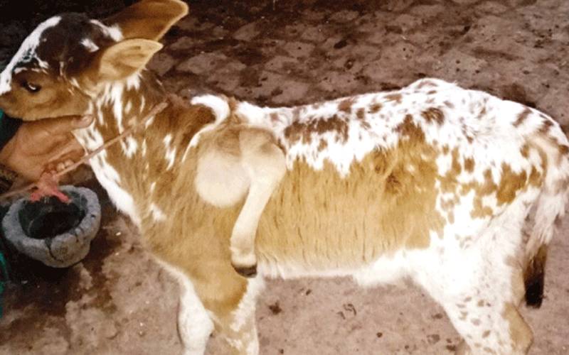ننکانہ: گائے نے 5 ٹانگوں والے عجیب الخلقت بچھڑے کو جنم دیا