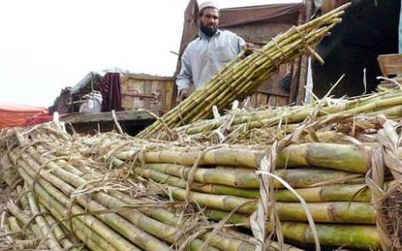 پنجاب میں کسانوں سے کم دام میں گنا خریدنے والی شوگر ملوں کے خلاف کارروائی