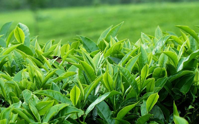 دسمبر2017 کے دوران چائے کی ملکی درآمدات میں8.47فیصد کا اضافہ
