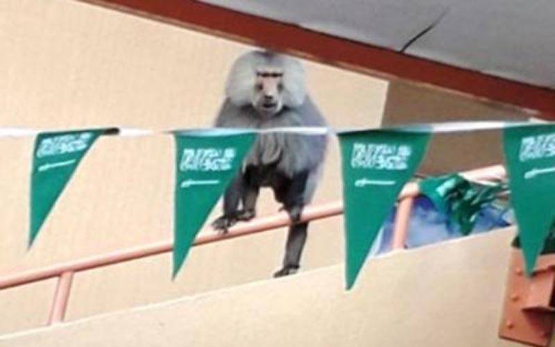 200 سے زائد بندروں کا گرلز کالج پر حملہ