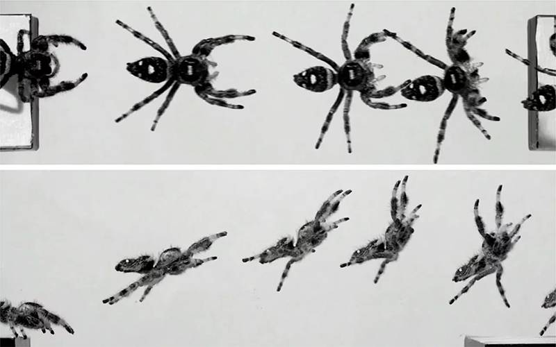 سائنسدانوں نے مکڑی کو اچھلنا سکھادیا، یہ اب کس کام آئے گا؟ جان کر آپ کی حیرت کی انتہا نہ رہے گی
