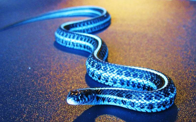 خواب میں سانپ کا دیکھنا دشمن کی علامت ہے لیکن جب اس رنگ کا سانپ نظر آجائے تو جان لیں کہ آپ کی زندگی ایسے شخص کے ہاتھوں سنور جائے گی جو کہ۔۔۔ 