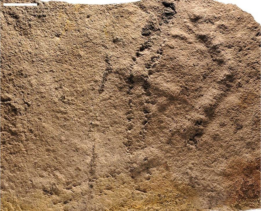 چین میں ایک ایسے راستے کا انکشاف جو 50کروڑ سال قبل ایک مخلوق نے بنایا تھا