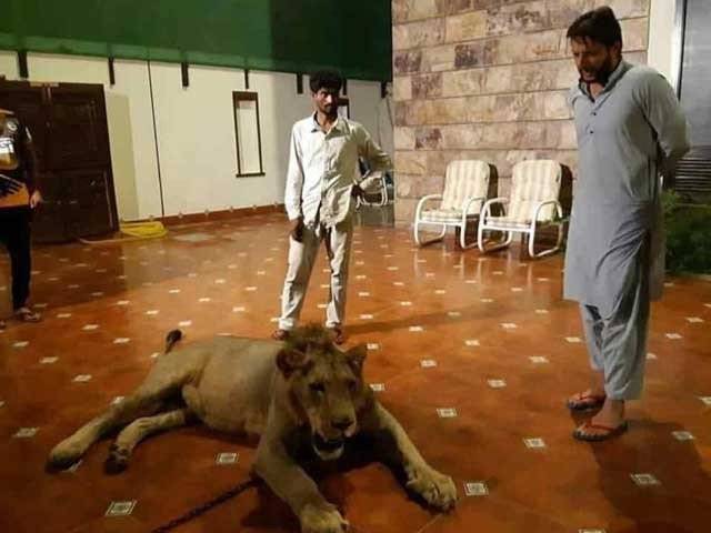 شاہد آفریدی کو شیر کے ساتھ بیٹی کی تصویر شیئر کرنا مہنگا پڑگیا،’’لالہ ‘‘ تنقید کی زد میں آگئے 