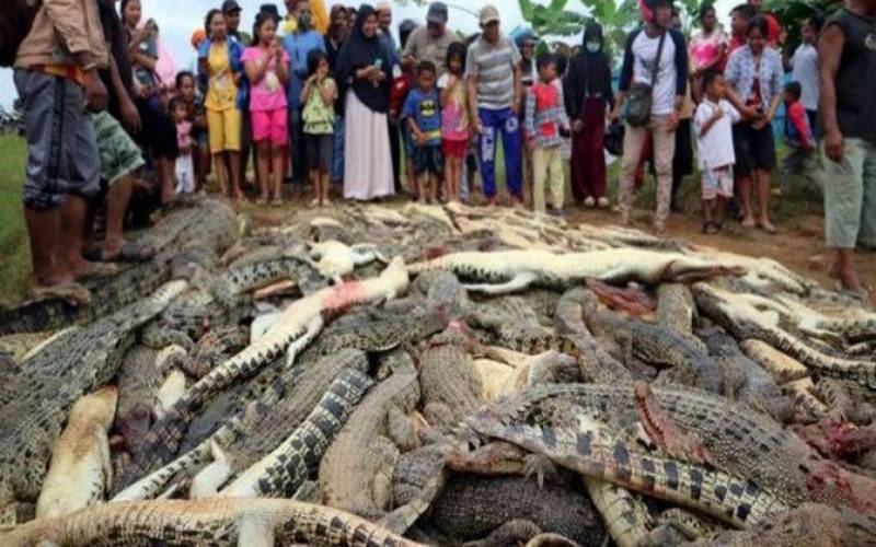 انڈونیشیا ،کسان کی ہلاکت ، مشتعل ہجوم نے 300 مگر مچھوں کو مار ڈالا