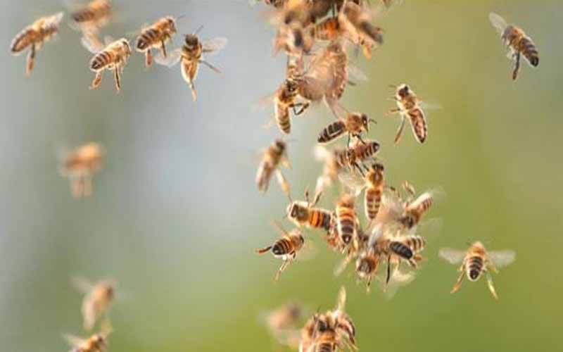 پولنگ سٹیشن پرشہدکی مکھیوں کاحملہ،انتخابی عملے کی دوڑیں،پولنگ میں تاخیر