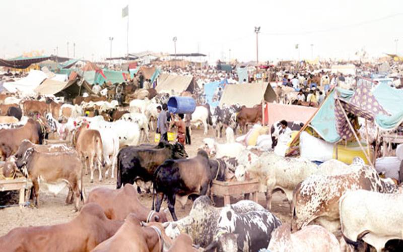 مویشی منڈی میں جانوروں کی قلت، بیوپاریوں نے قیمتیں بڑھا دی