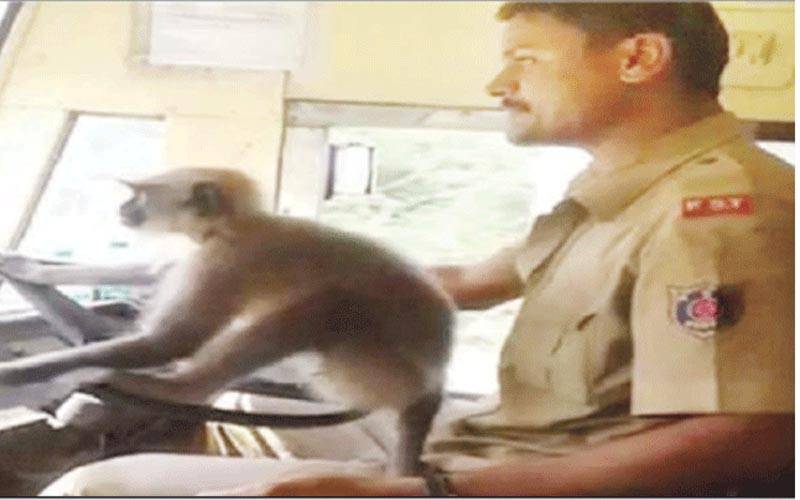 کرناٹک: بندر کو بس ’’چلا نے‘‘ کی اجازت دینے پر بھارتی ڈرائیور معطل