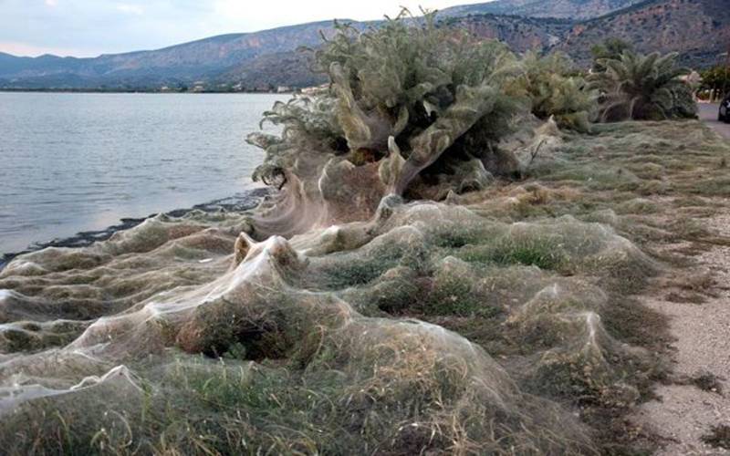 یونان کی جھیل پر مکڑیوں نے 1000 میٹر طویل جالے بْن دیئے