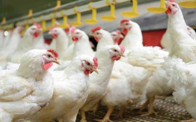 پنجاب حکومت نے پہلے سے ذبح مرغی کے گوشت کی فروخت پر پابندی لگا دی