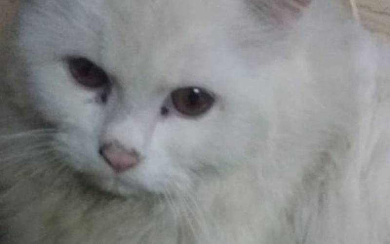 پاکستان کی تاریخ کے انوکھے ترین مقدمے میں بلی پر پرچہ کاٹ دیا گیا
