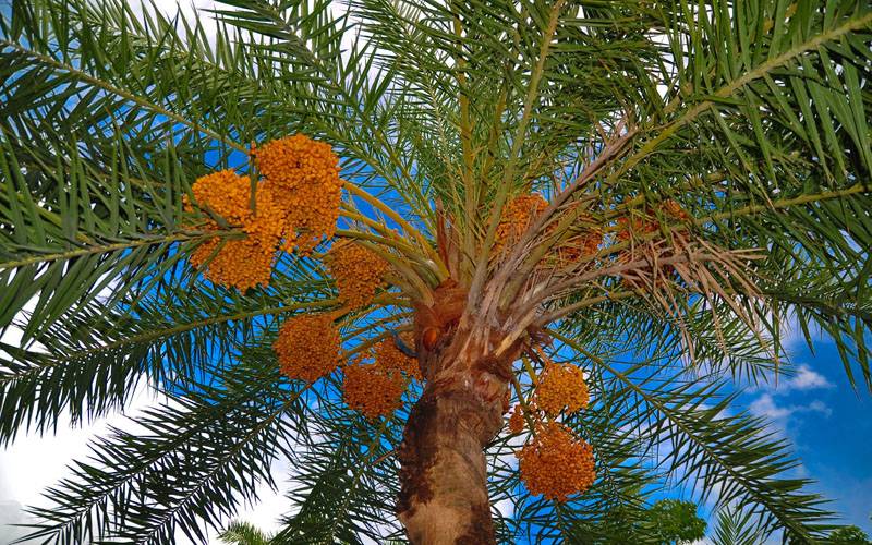 سعودی عرب میں ایک سال کے دوران ایک کروڑ 43 لاکھ ٹن کھجورحاصل لیکن کھجور کے درخت کتنے ہیں؟اعدادوشمار سامنے آگئے