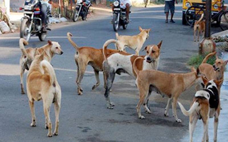 سندھ میں آوارہ کتوں کے کاٹنے سے زخمی افراد کی تعداد 2 لاکھ سے تجاوز کرگئی