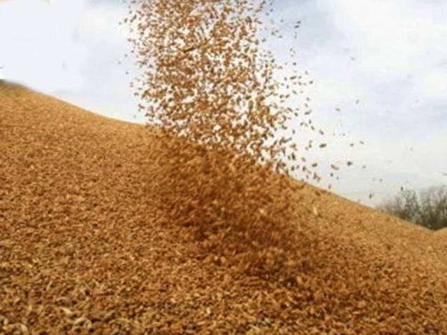 گندم خریداری انتظامات کے لئے حکومت متحرک ,کاشتکاروں سے ایک ایک دانہ خریدنے کی منصوبہ بندی کر لی