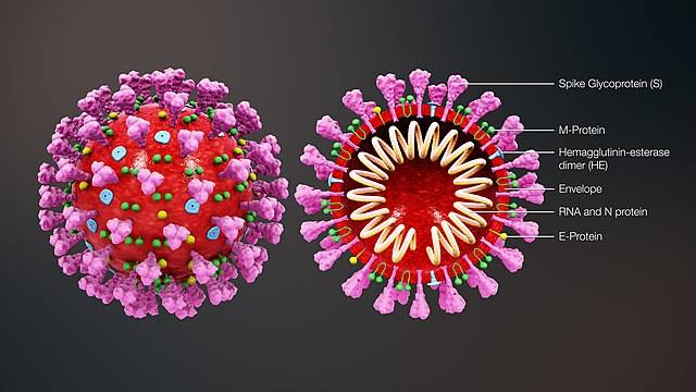 کورونا وائرس سے منسلک ایک پراسرار بیماری سامنےآگئی لیکن اس کاشکار کون ہورہے ہیں؟ 