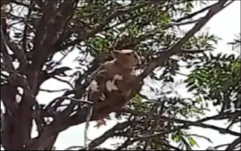 بندر طبی عملے سے کورونا کے مریضوں کا بلڈ سیمپل لے کر بھاگ گئے ، ویڈیو وائرل ہوگئی