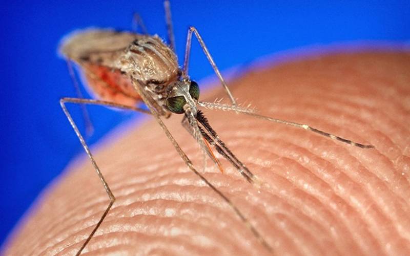 مچھر کے تھوک سے ہر بیماری کا علاج کرنے والی ویکسین بنانے کی کوشش
