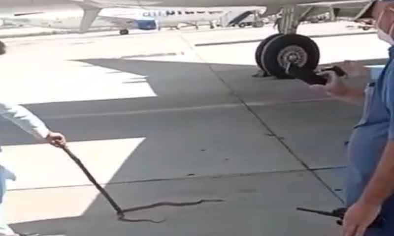 اسلا م آباد ایئر پورٹ پر طیارے کے ٹائر سے ایسا خطرناک جانور لپٹ گیا کہ عملہ بھی خوف کا شکار ہوگیا