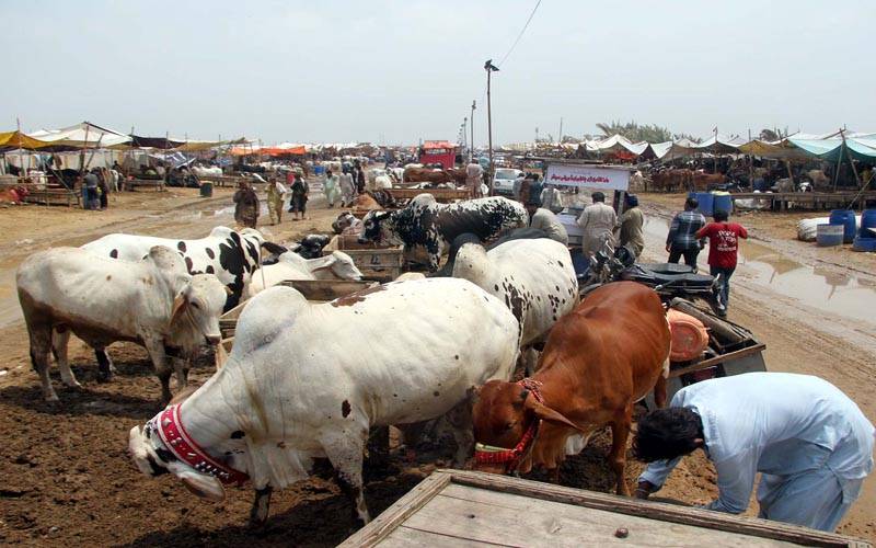 کورونا کیسز میں اضافہ :لاہورسمیت پنجاب کے بڑے شہروں میں مویشی منڈیوں پرپابندی عائد