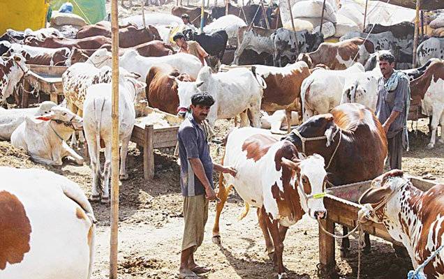 عیدالاضحی کیلئے مویشی منڈیاں لگانے کا معاملہ، پنجاب حکومت نے بڑا فیصلہ کر لیا