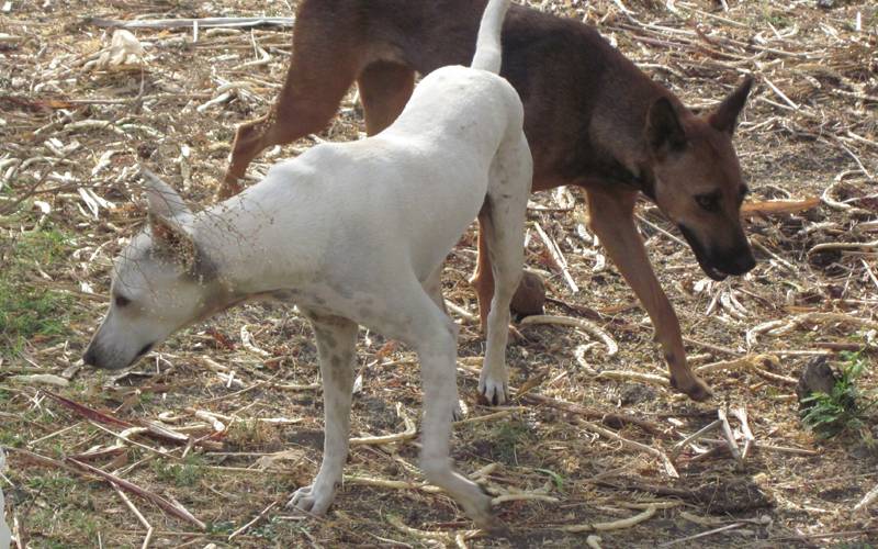 وہ بھارتی ریاست جس نے کتے کے گوشت کے کاروبار پر پابندی عائد کر دی